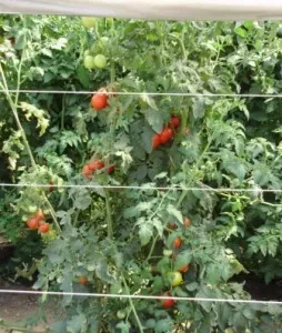 Отглеждане на домати в Урал!