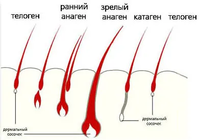 Косата започва да тънък и падат