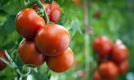 Cultivarea tomate din policarbonat cu efect de seră cum să crească din semințe, tomate și atunci când