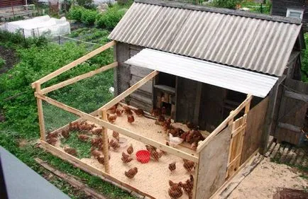 Отглеждане на пилета у дома за начинаещи видео