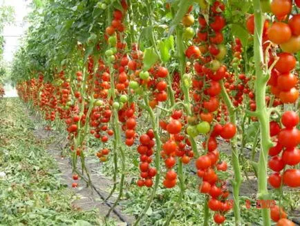 Отглеждане на домати в Урал!