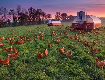 Növekvő csirkék otthon kezdőknek videó