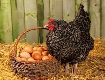 Növekvő csirkék otthon kezdőknek videó