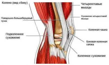 Възпаление на сухожилията на колянната става и лечението