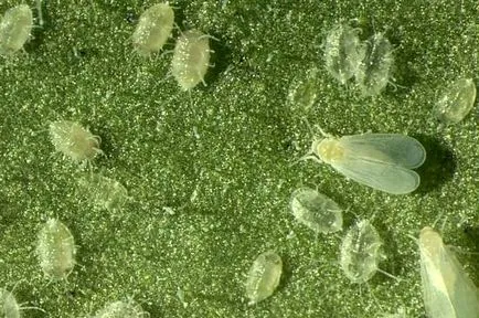 Pest whitefly a szobanövények, hogyan kell kezelni hatékonyan