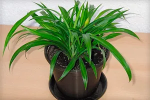Chlorophytum otthoni gondozást, tenyésztés, változatok és fajták használatát az otthoni (fotók)