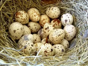 производство яйце от пъдпъдък у дома си в една година