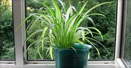 Chlorophytum otthoni gondozást, tenyésztés, változatok és fajták használatát az otthoni (fotók)