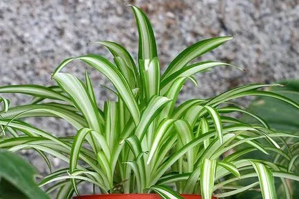 Chlorophytum снимки, да използват за дома