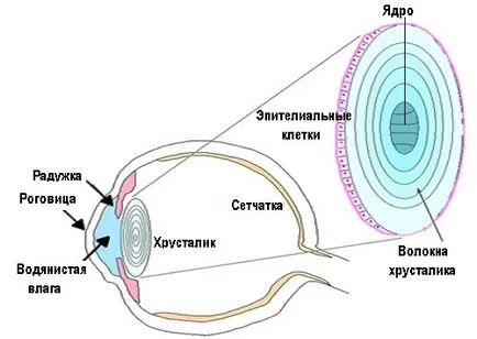 Lens a ochiului - structura si functia, diagnostic si boala - site-ul - Moscova Oftalmologie