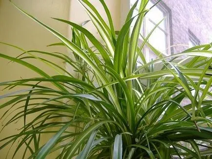 Chlorophytum снимки, да използват за дома