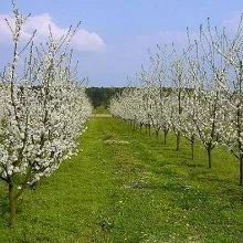 Plantarea de livadă, casa privata