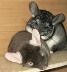 boli chinchilla