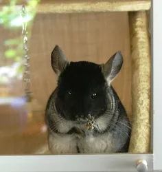 boli chinchilla