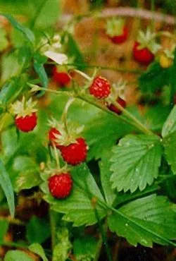 Strawberry дървен полезните свойства на ягода листа, обезщетения, лечение