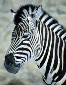 Zebra, animale