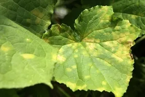 frunze galbene de Gloxinia - Plante Magic