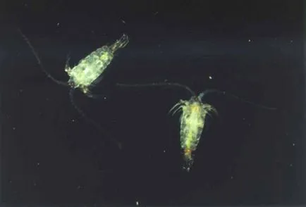 Wildlife și endemice la Lacul Baikal