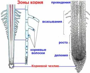 кореновата зона