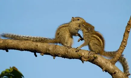 15 fotografii fermecătoare saruta printre animale umkra