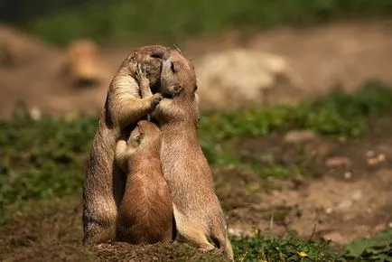 15 fotografii fermecătoare saruta printre animale umkra