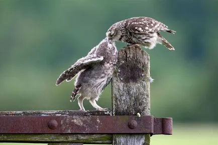 15 fotografii fermecătoare saruta printre animale umkra