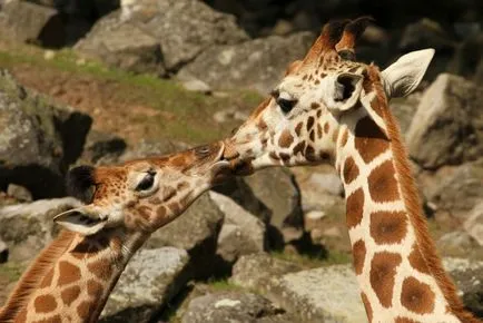 15 fotografii fermecătoare saruta printre animale umkra