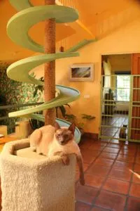 25 начина да се превърне в един апартамент на котката Palace - kototeka - най-интересното нещо за света на котките