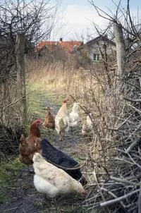 20 nyomat egy csodálatos ökofalu Dániában, amely nem tudja, hogy egy ilyen mesterséges anyagok