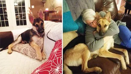 22 Fotografii de câini înainte și după ce au crescut