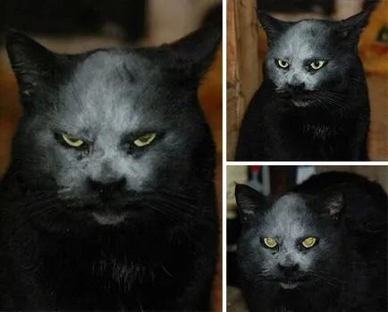 20 снимки доказват, че котките са всъщност обладан от демони, umkra