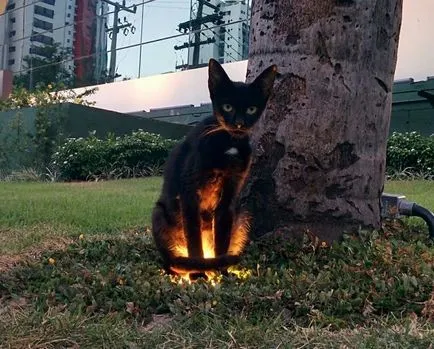 20 снимки доказват, че котките са всъщност обладан от демони, umkra