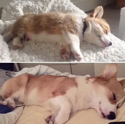 22 Fotografii de câini înainte și după ce au crescut
