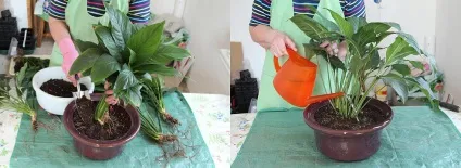 Як змусити спатифиллум цвісти «жіноче щастя» на вашому підвіконні - smilepub (цвісти) Як змусити спатифиллум цвісти «жіноче щастя» на вашому підвіконні - smilepub