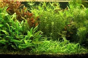 akvárium növény