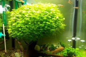 akvárium növény