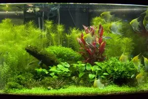 Aquarium Plant