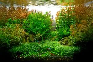 Aquarium Plant