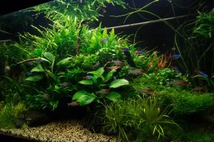 Aquarium Plant