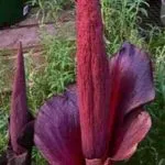 fotografie Amorphophallus, îngrijire la domiciliu, tipurile de plante și caracteristicile lor