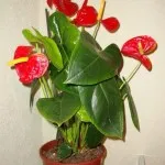 Anthurium otthoni gondozást (hím virág a boldogság), a szaporodás, a transzplantáció