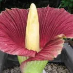 Amorphophallus снимка, грижи у дома, на видовете растения и техните характеристики