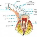 Anatomie dinți umani ale maxilarului inferior și superior