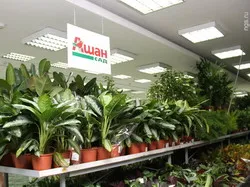 Garden Auchan (Auchan), адрес, телефонен номер, работно време, на официалния сайт, ревюта, градински центрове, магазини и