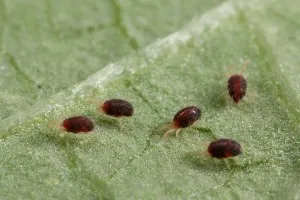 Anthurium otthoni gondozást (hím virág a boldogság), a szaporodás, a transzplantáció