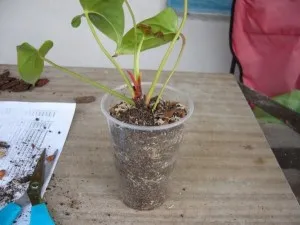 Anthurium otthoni gondozást (hím virág a boldogság), a szaporodás, a transzplantáció