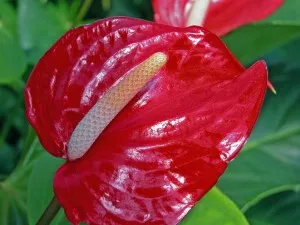 Anthurium otthoni gondozást (hím virág a boldogság), a szaporodás, a transzplantáció