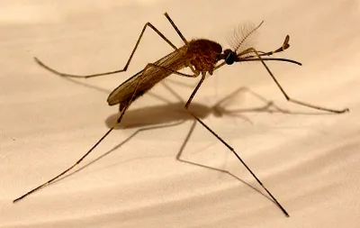 Allergia, hogy rovarcsípés a szúnyogok, darazsak, méhek, bogarak - a kezelés és diagnózis