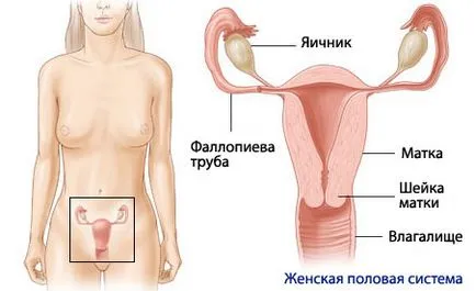 Анатомия и физиология на женската полова система, компетентен за здравето на ilive