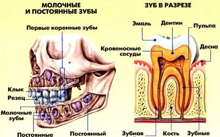 Анатомия човешките зъби на горните и долните челюсти